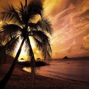 nature palm tree